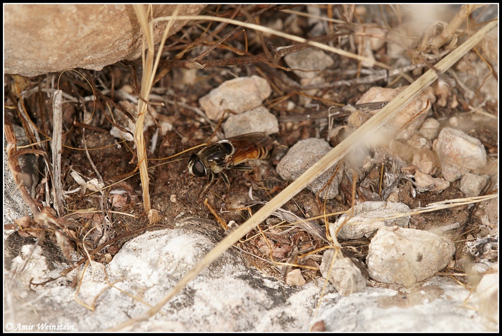 Syrphidae d''Israele for ID